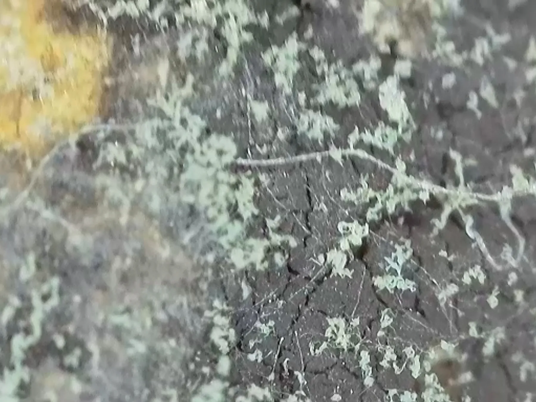 Microfotografía Panel Sur 2 — zona de contacto entre roca ocre y biofilm gris — Chogñacota — RESTAURO S.A.C.