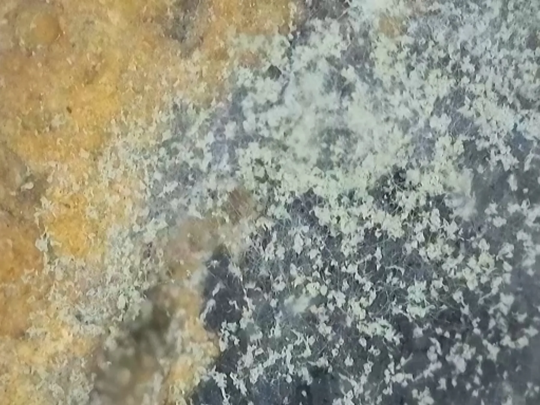 Microfotografía Panel Sur 2 — liquen costroso verde-menta sobre superficie oscura con microfisuras — Chogñacota — RESTAURO S.A.C.